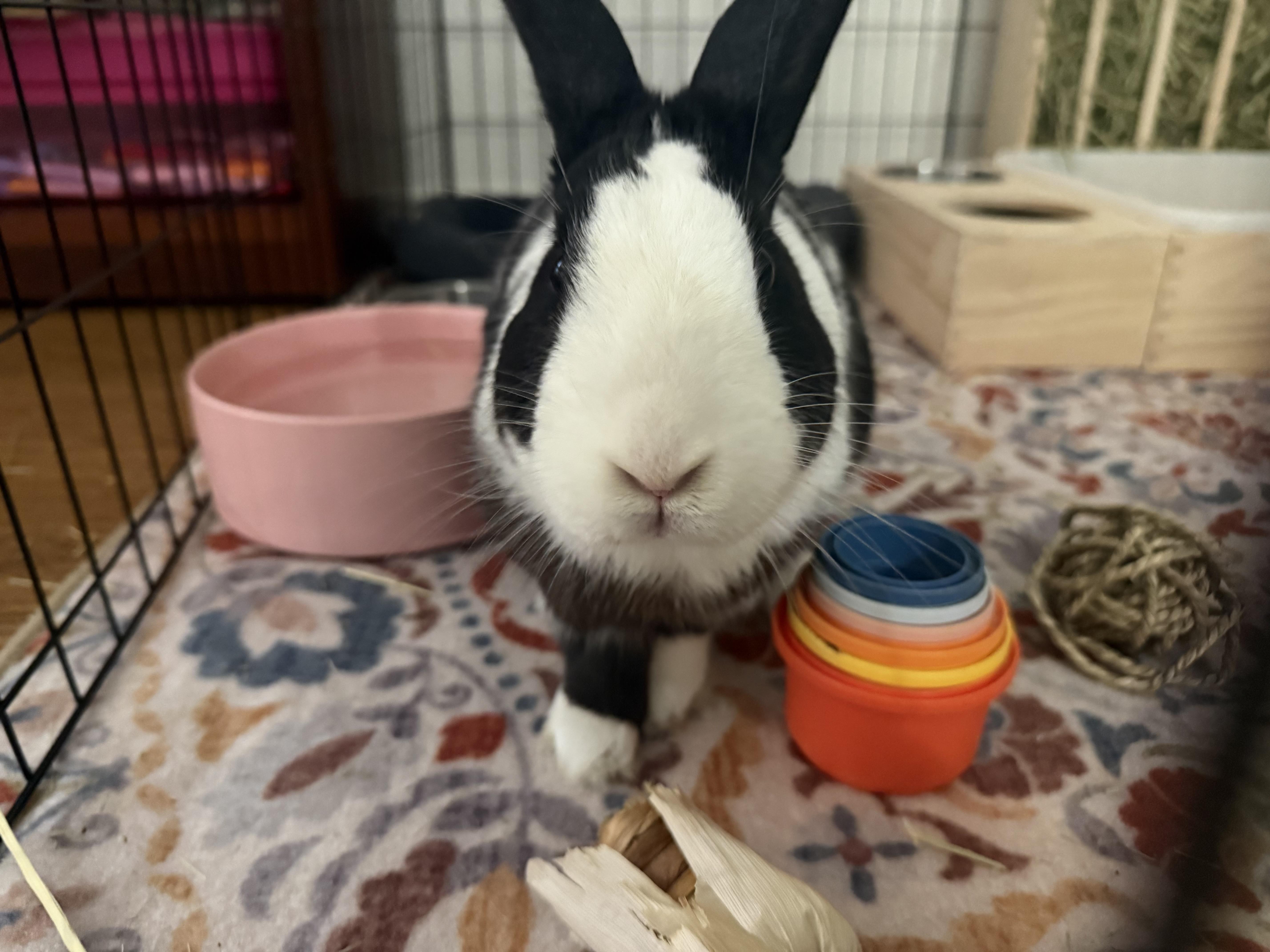 Enlarge Po, a Adoptable Dutch in San Antonio, TX image 4/5