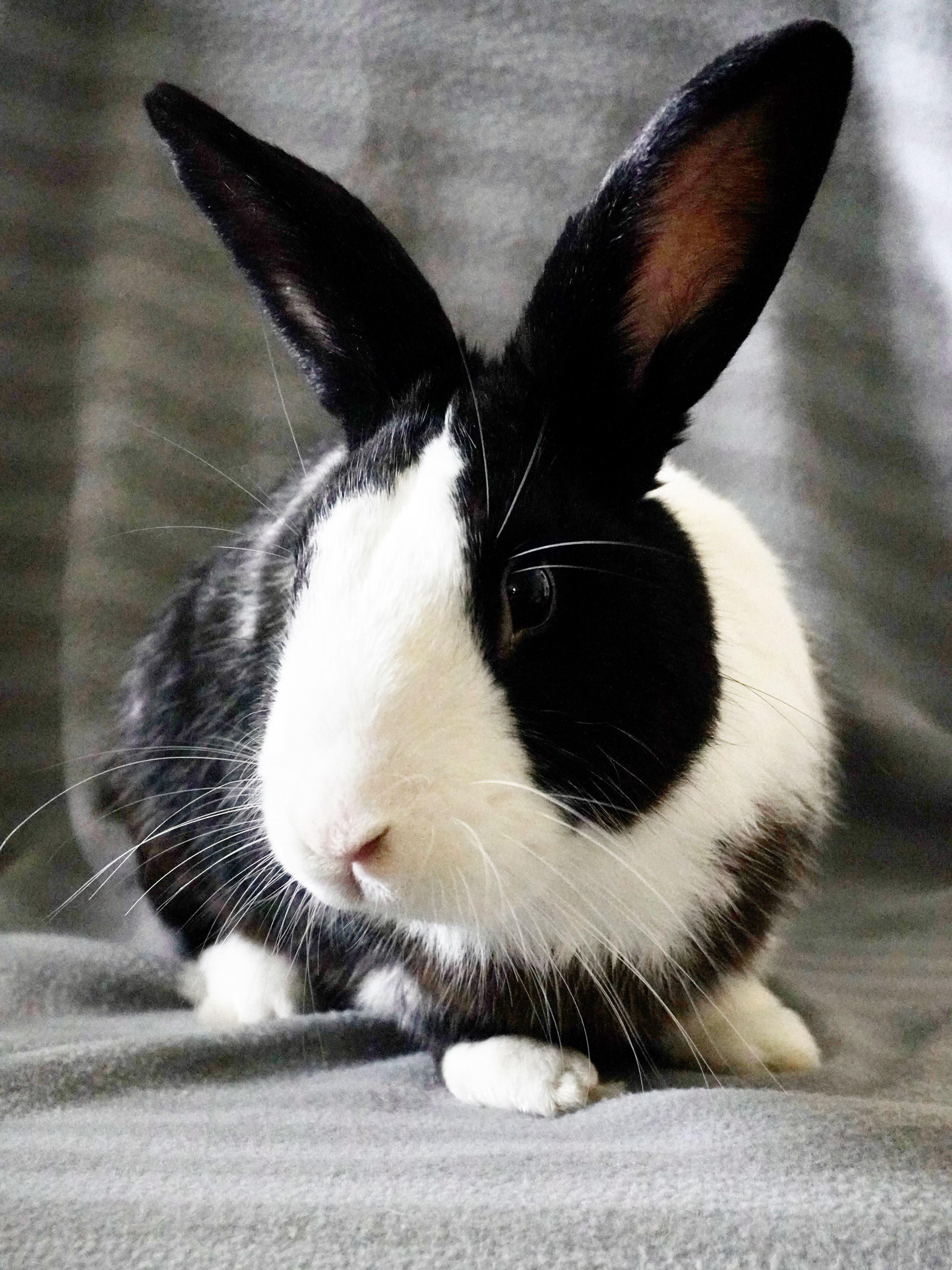 Po, Adoptable, Adult Male Dutch.