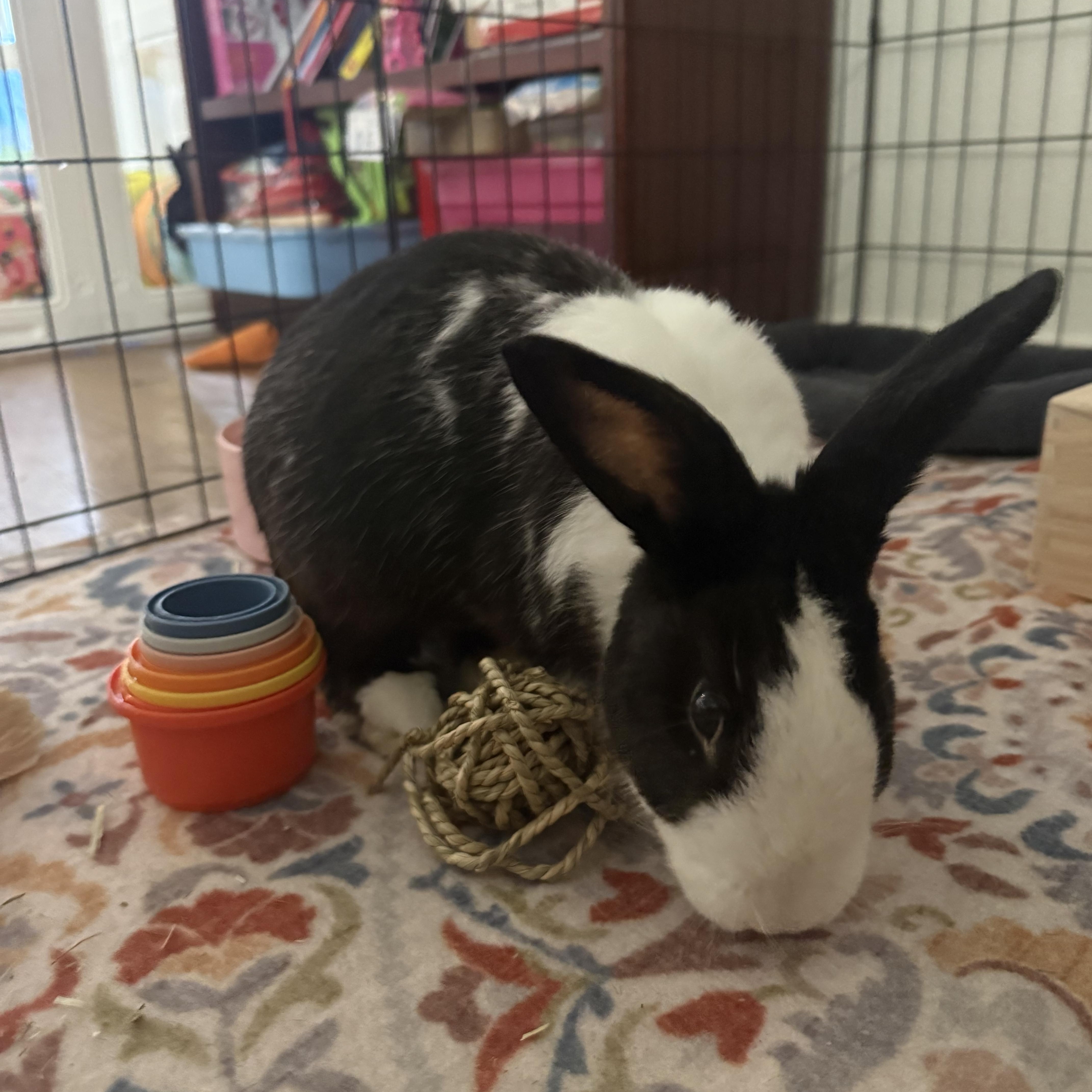 Enlarge Po, a Adoptable Dutch in San Antonio, TX image 5/5