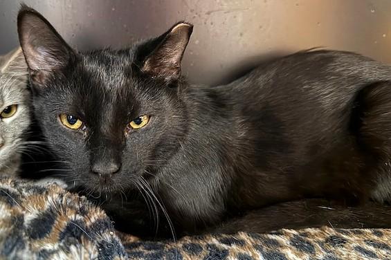 Raven, Adoptable, Young Male Domestic Short Hair.