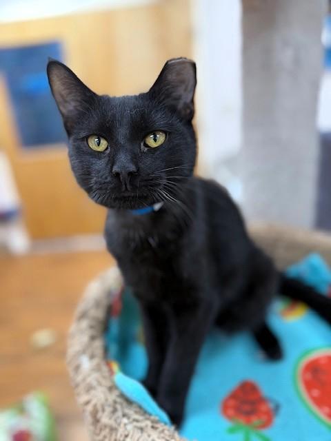 Raven, a Adoptable Domestic Short Hair in Medina, OH image 1/2