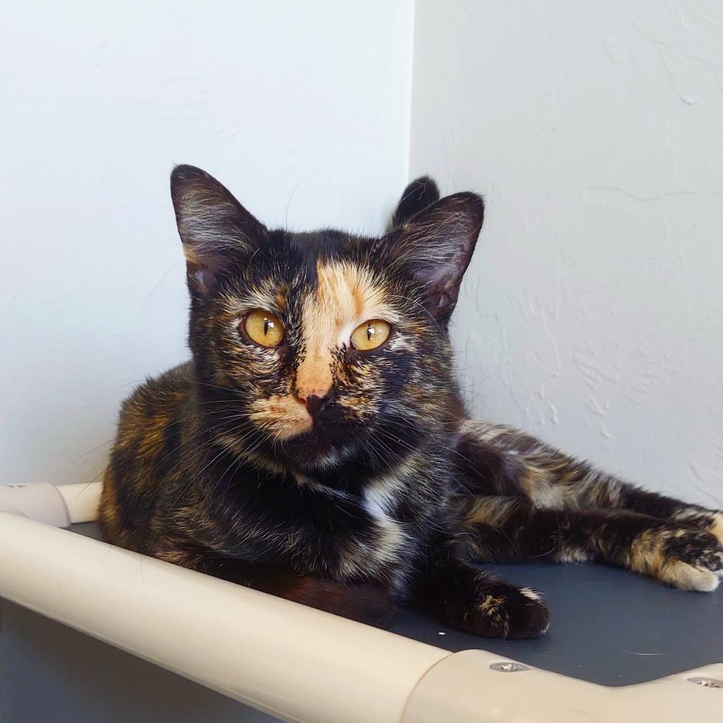 Enlarge Belle, a Adoptable Domestic Short Hair in Ponca City, OK image 1/2