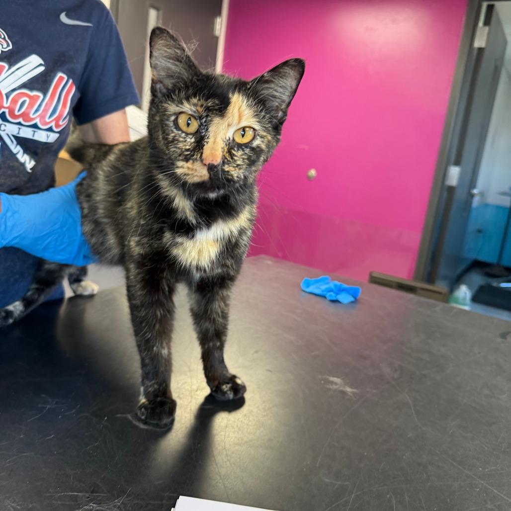 Enlarge Belle, a Adoptable Domestic Short Hair in Ponca City, OK image 2/2