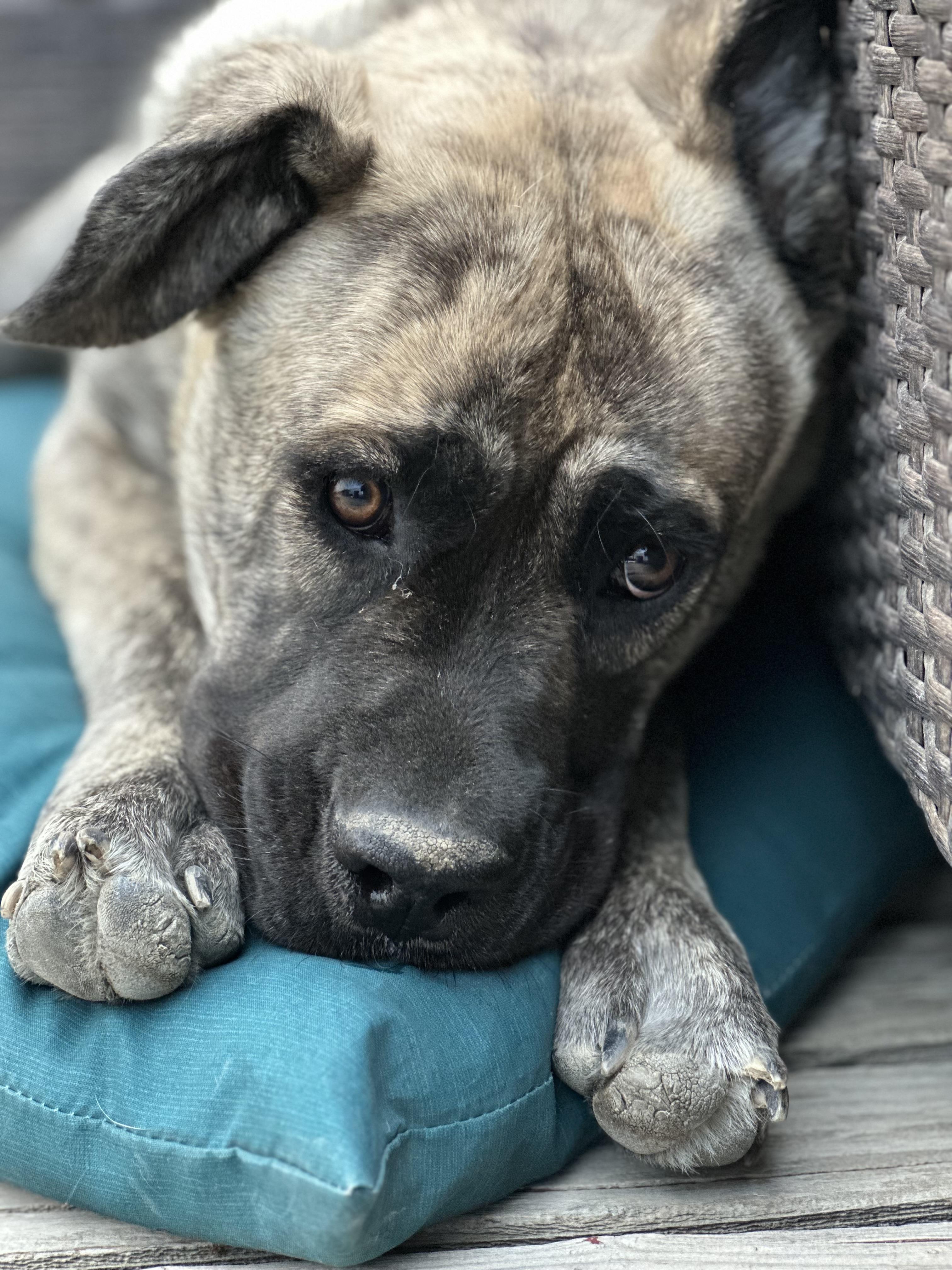 Harley, an adoptable Cane Corso in Pocatello, ID, 83201 | Photo Image 2