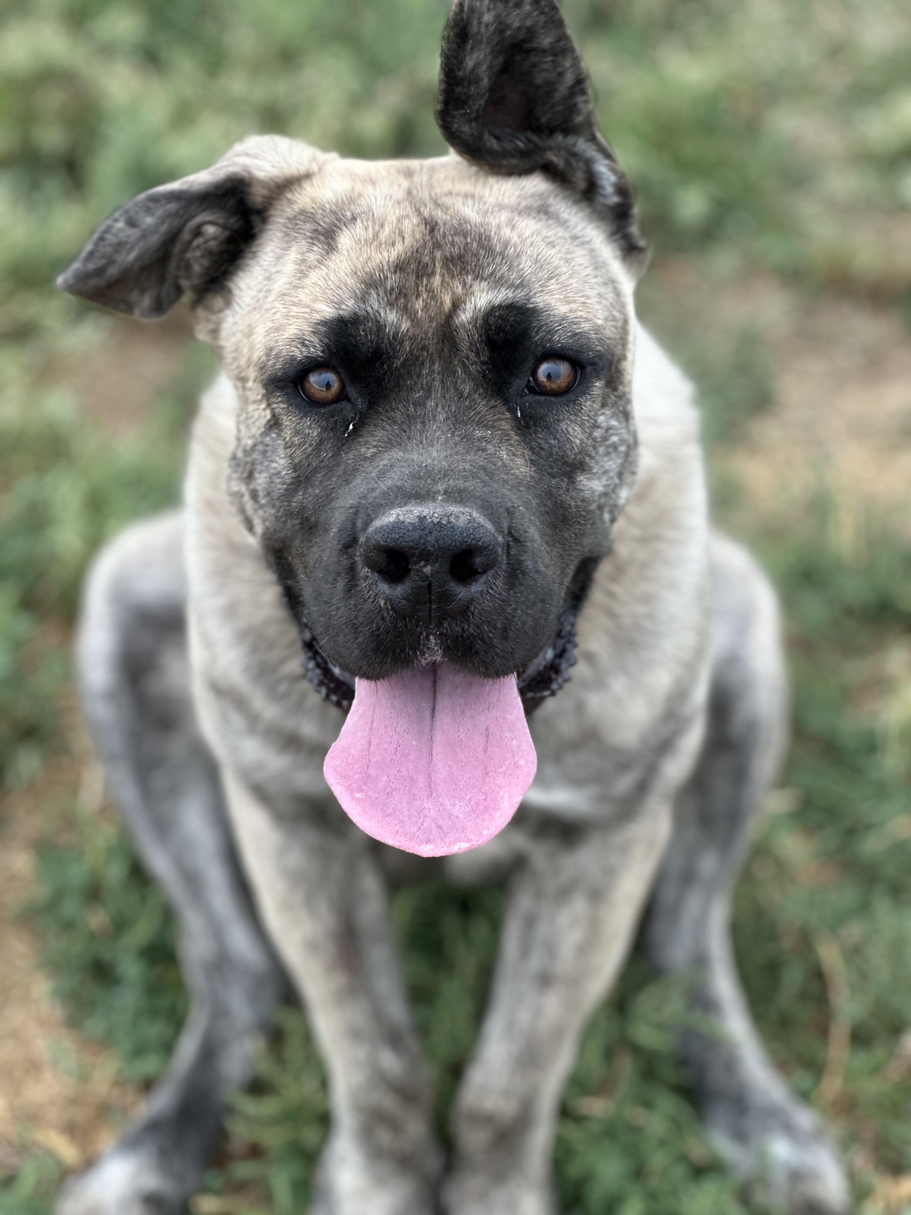 Harley, an adoptable Cane Corso in Pocatello, ID image 1/2