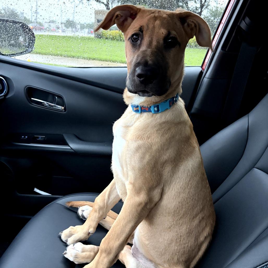 Enlarge Kim, a Adoptable mixed breed in Houston, TX image 1/3