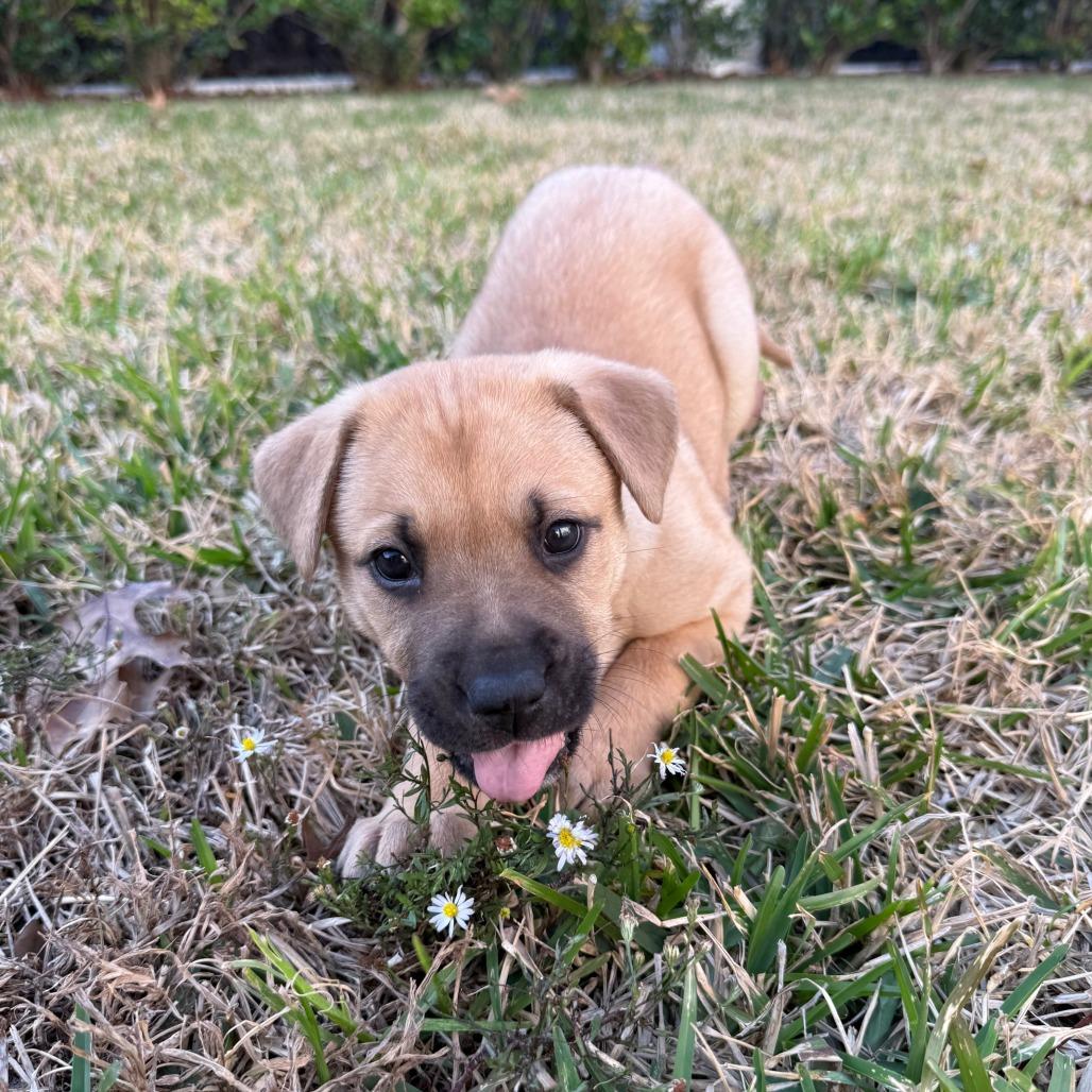 Enlarge Kim, a Adoptable mixed breed in Houston, TX image 1/5
