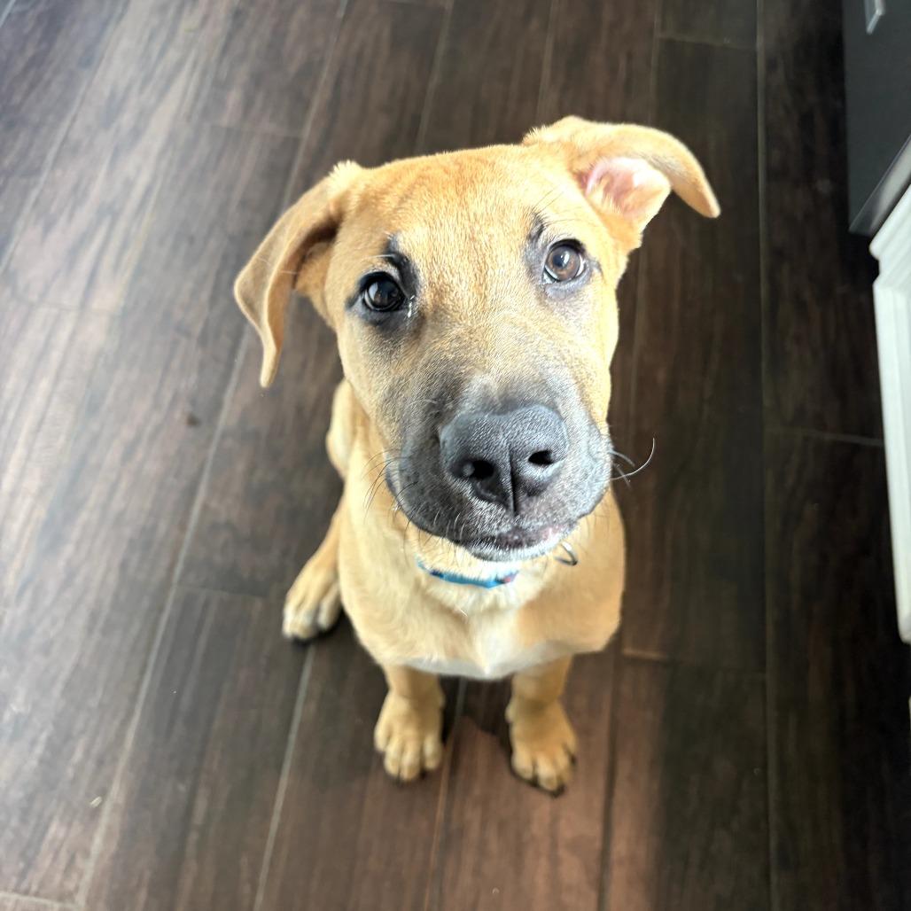 Enlarge Kim, a Adoptable mixed breed in Houston, TX image 2/3