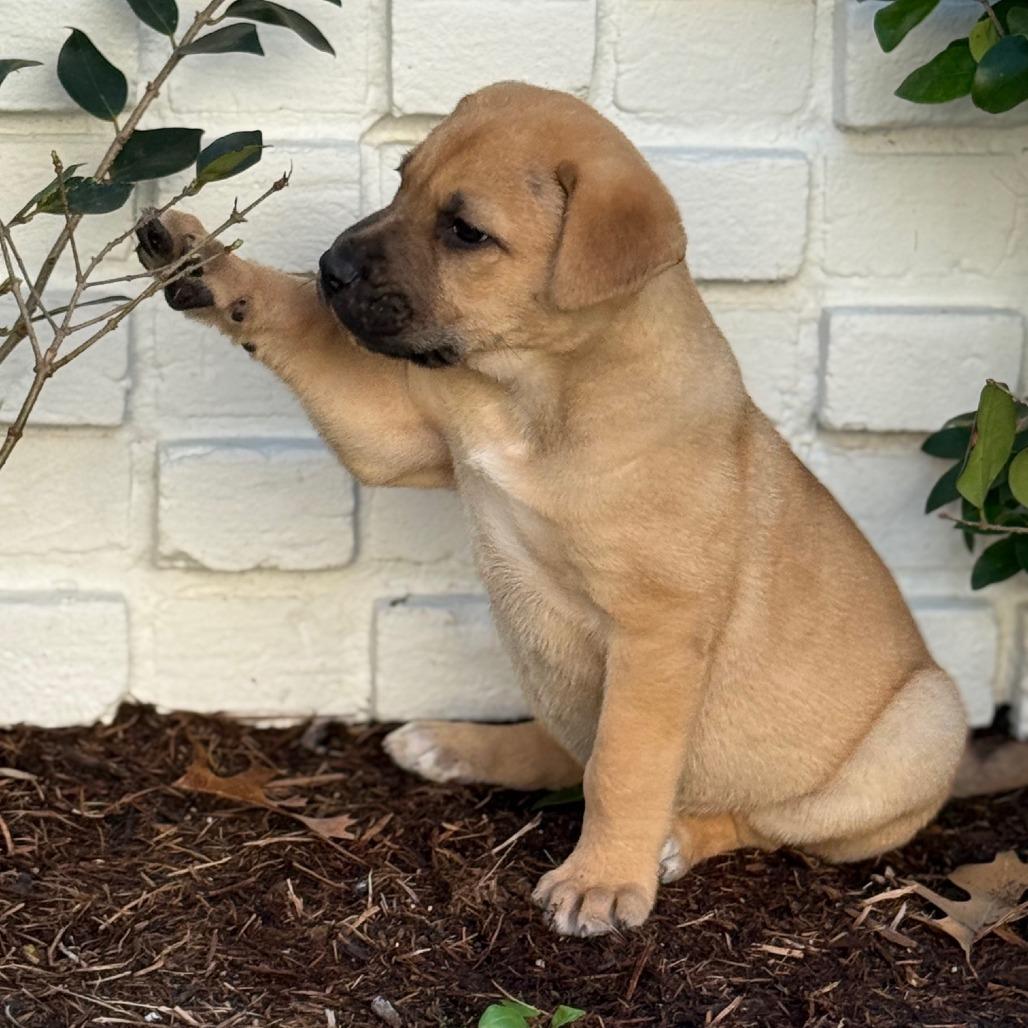 Enlarge Kim, a Adoptable mixed breed in Houston, TX image 2/5