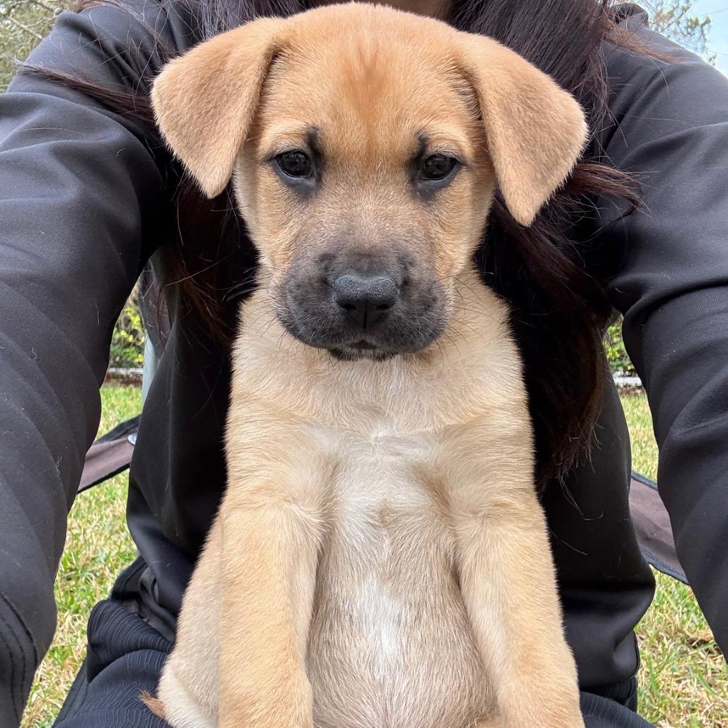 Enlarge Kim, a Adoptable mixed breed in Houston, TX image 3/5