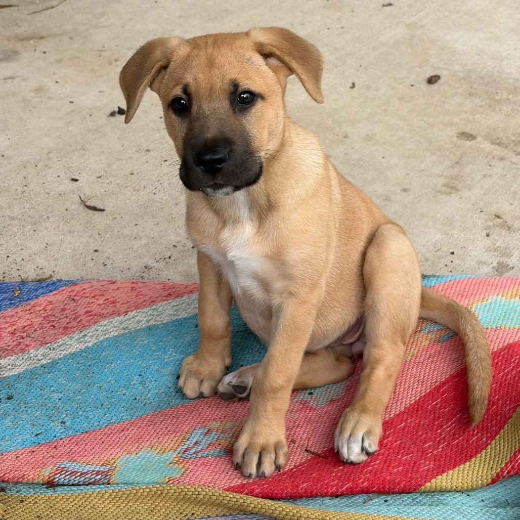 Enlarge Kim, a Adoptable mixed breed in Houston, TX image 4/5