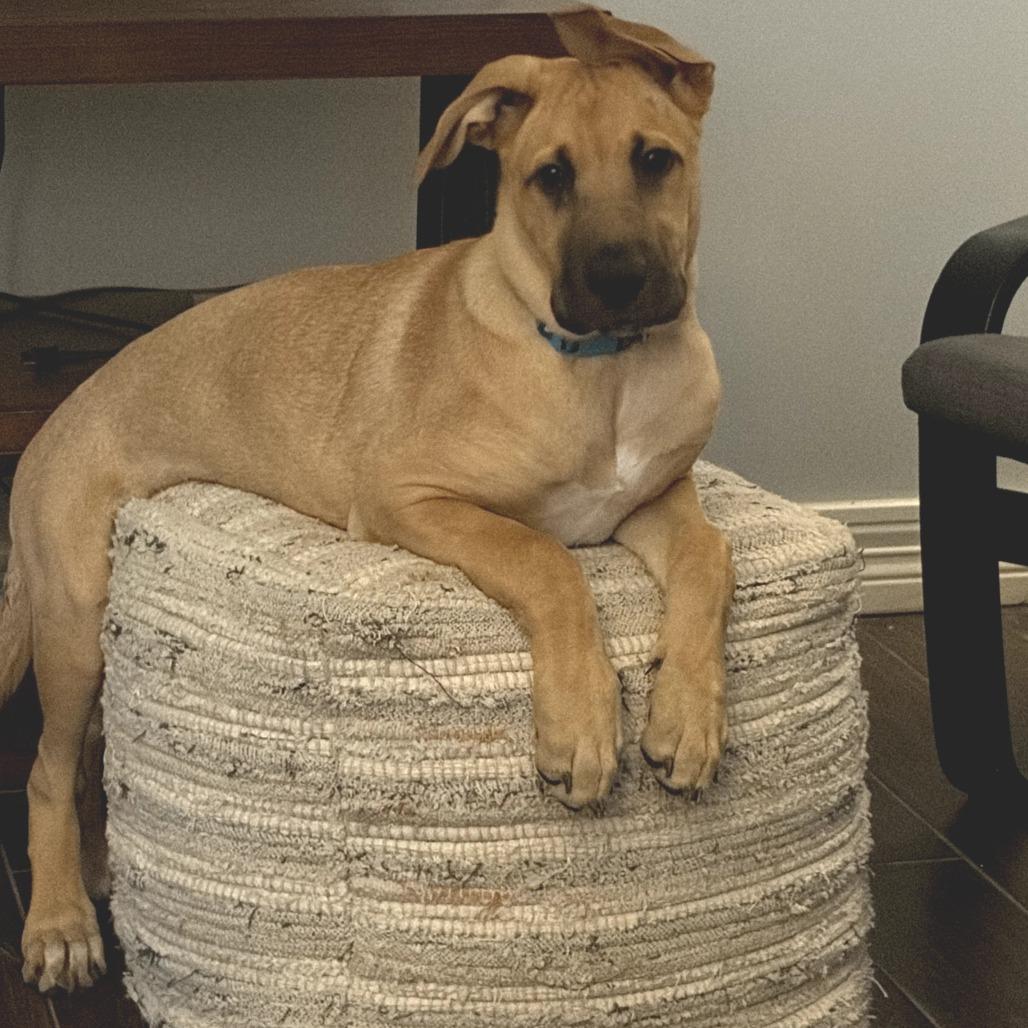 Enlarge Kim, a Adoptable mixed breed in Houston, TX image 3/3