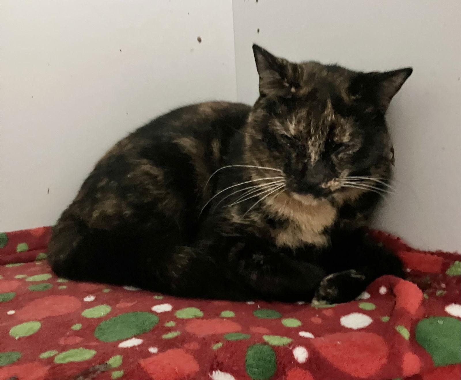 Newt — thumbnail 2