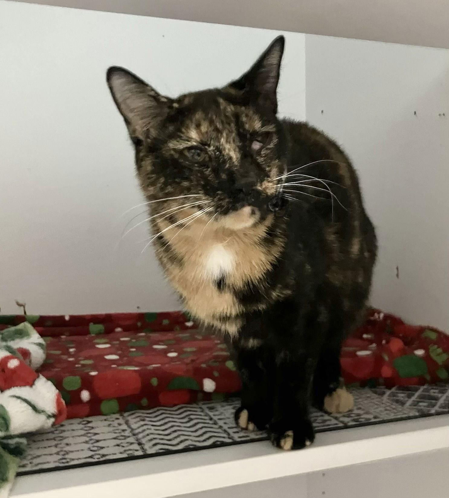 Newt — thumbnail 3