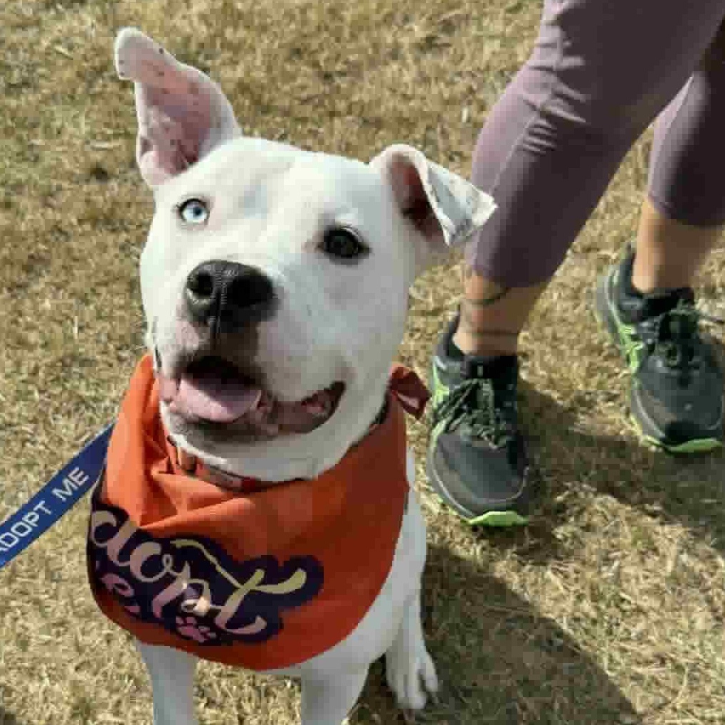 Oliver, a Adoptable mixed breed in Geneseo , IL image 2/6
