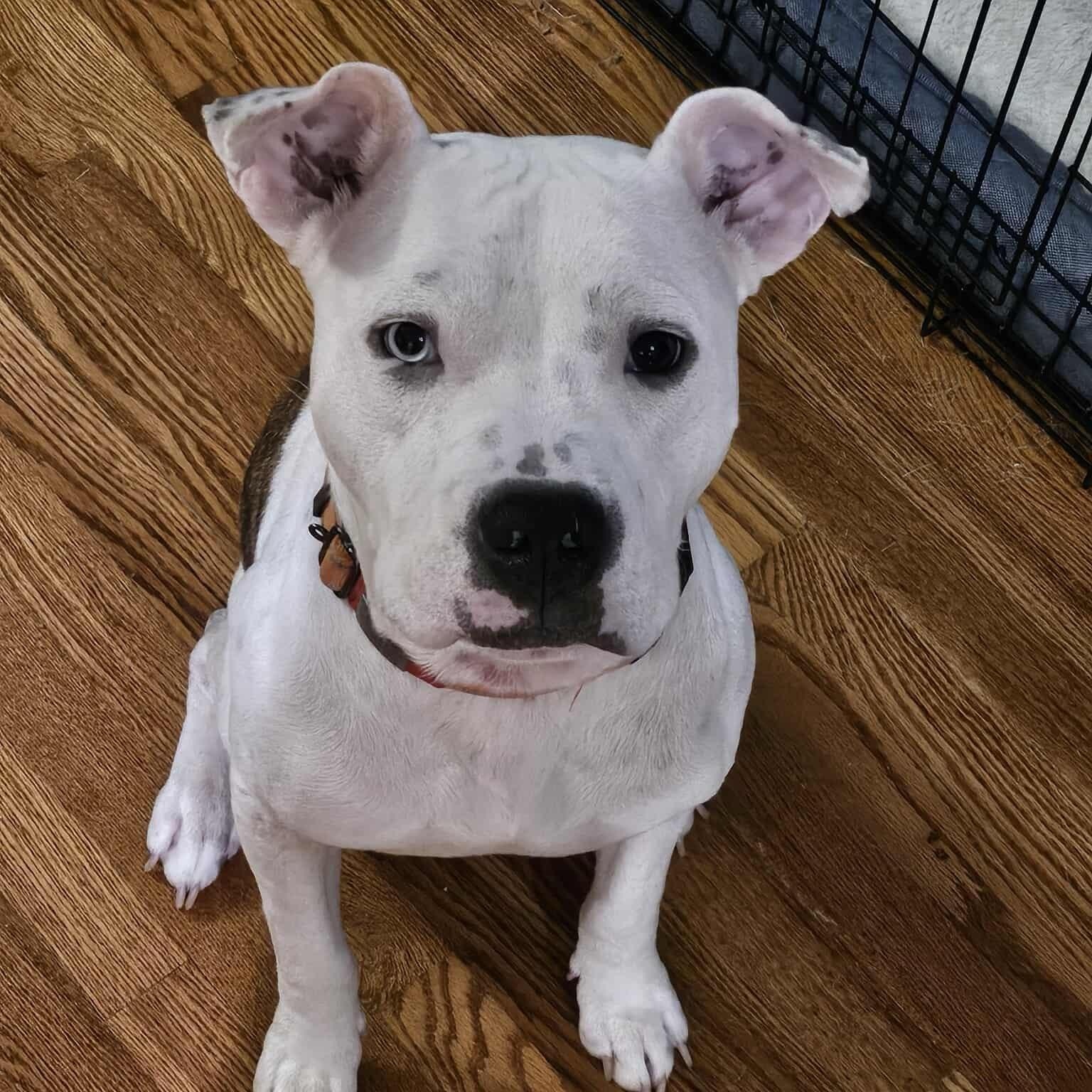 Oliver, a Adoptable mixed breed in Geneseo , IL image 1/6