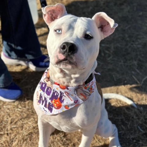 Oliver, a Adoptable mixed breed in Geneseo , IL image 6/6
