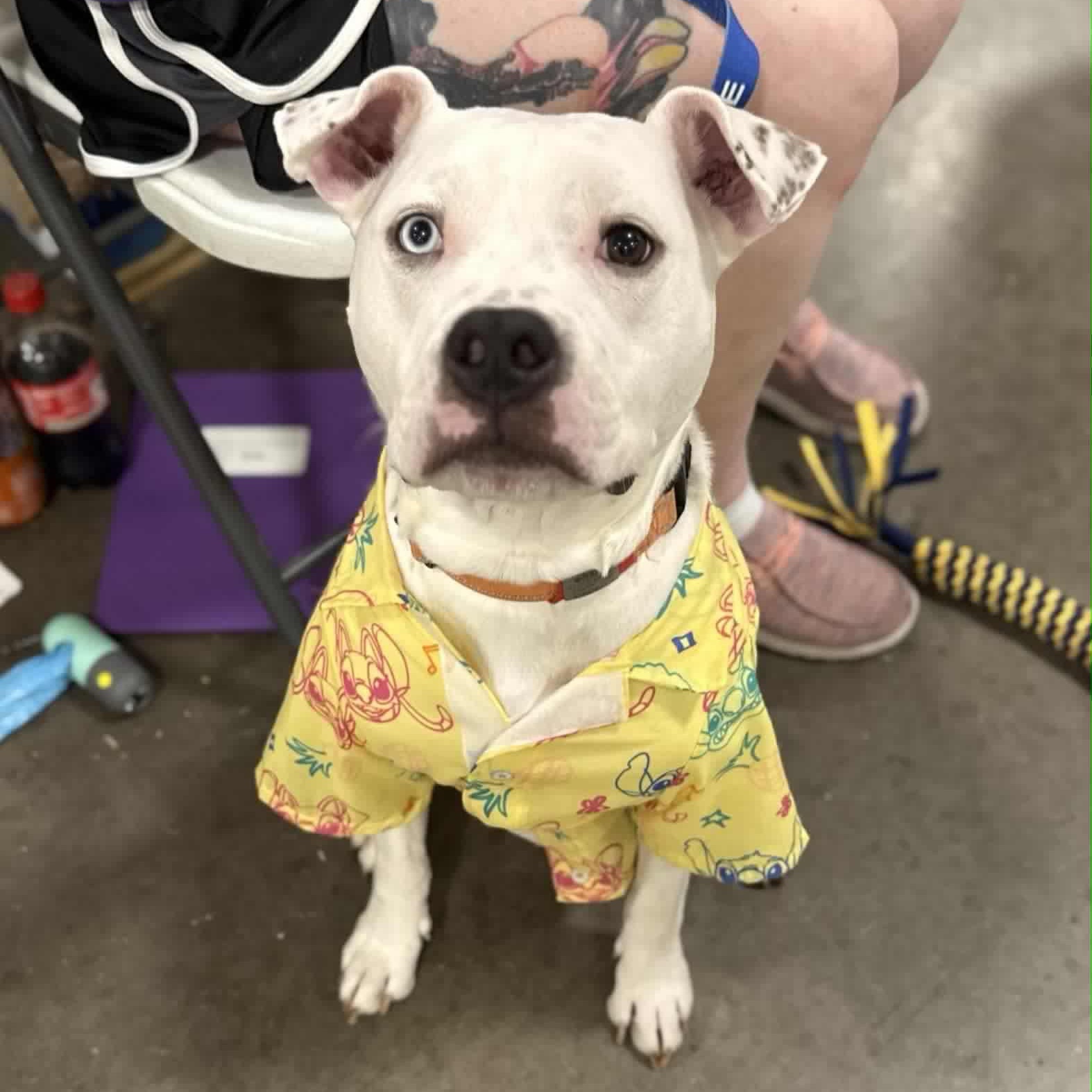 Oliver, a Adoptable mixed breed in Geneseo , IL image 3/6