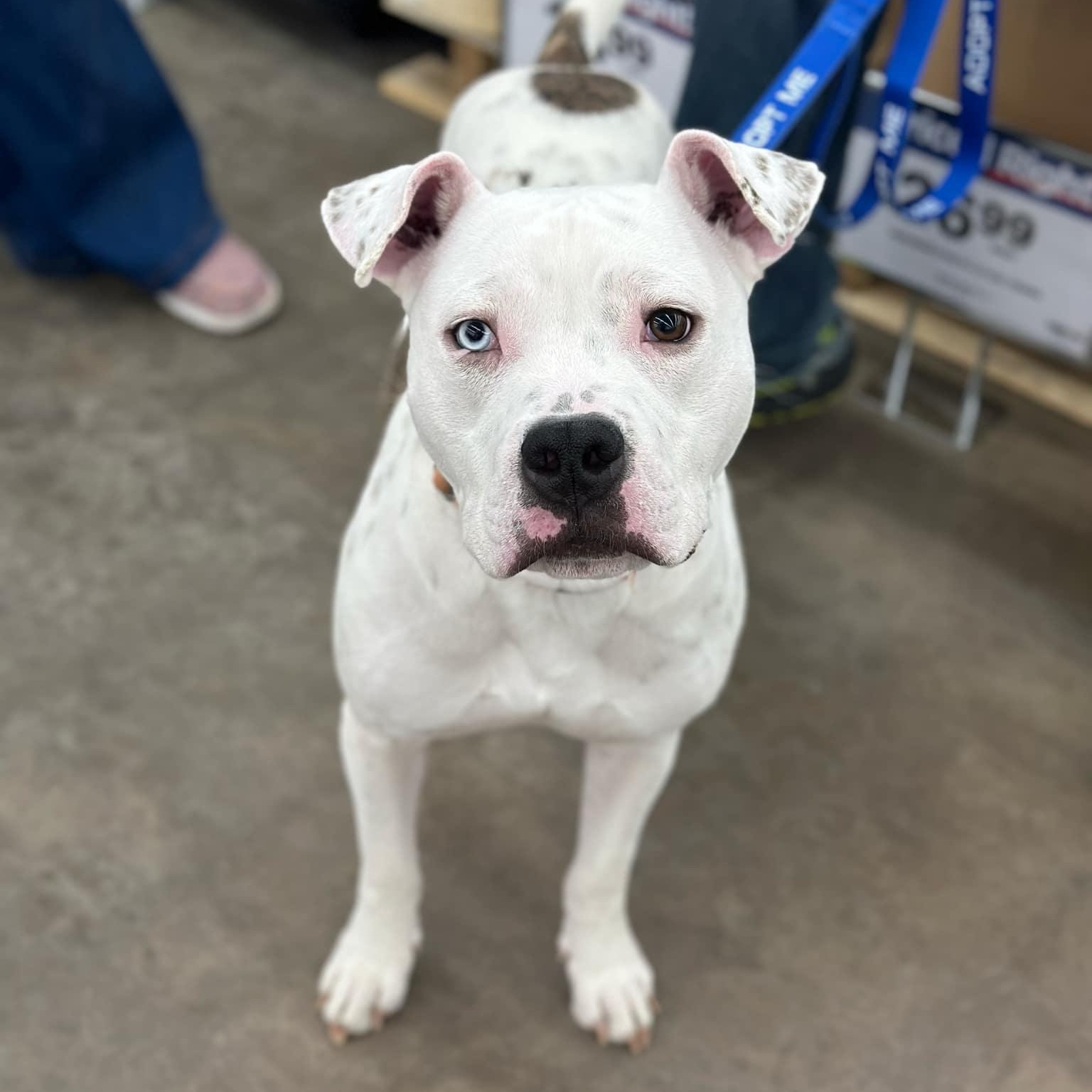 Oliver, a Adoptable mixed breed in Geneseo , IL image 4/6