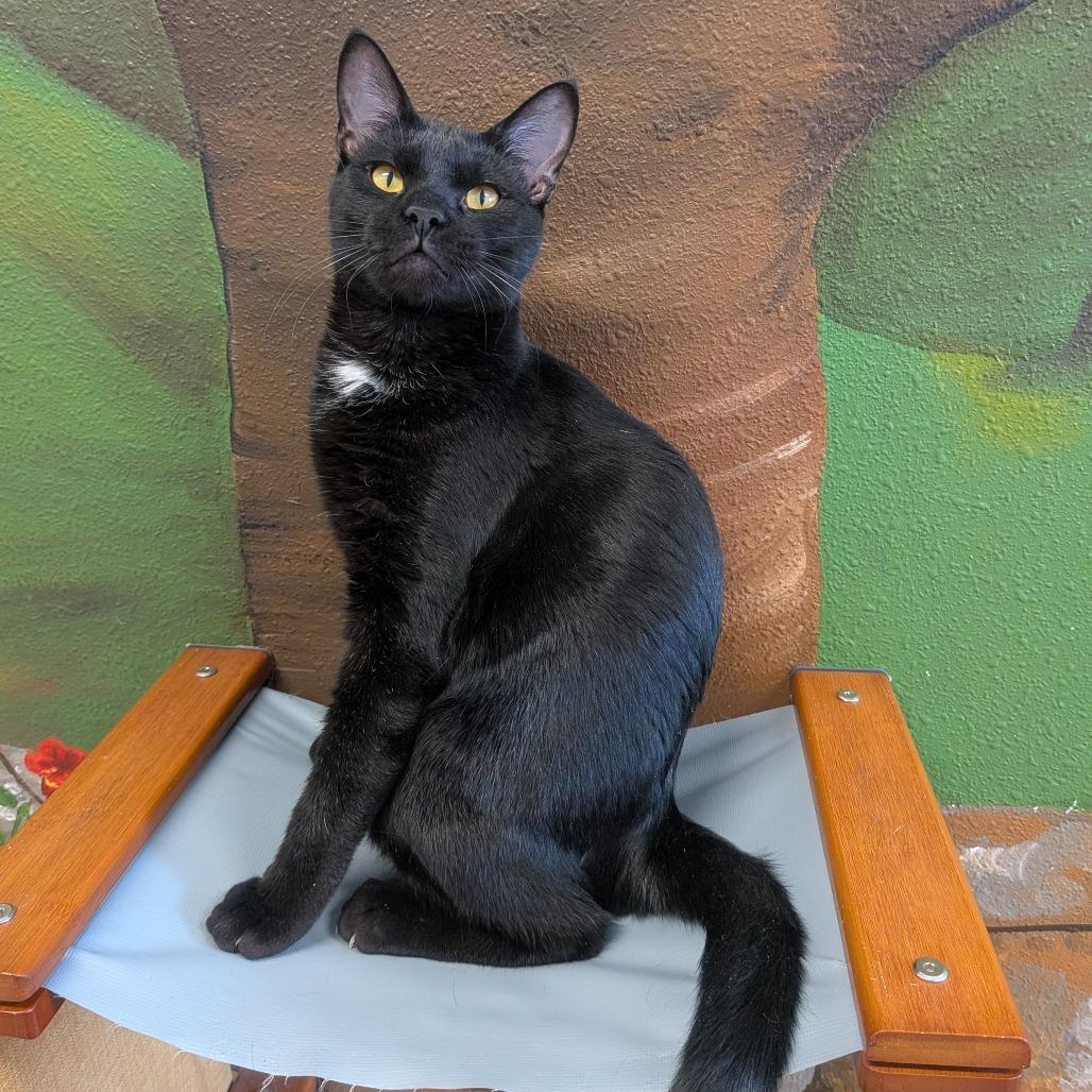 Dante, a Adoptable Domestic Short Hair in Prairie du Chien, WI image 1/2