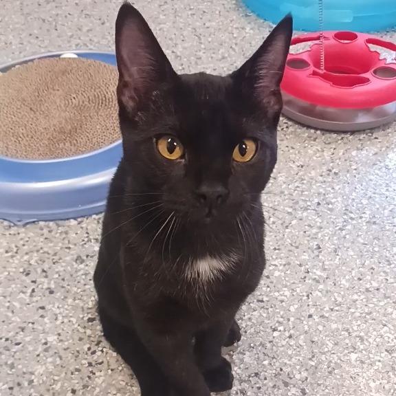 Dante, Adoptable, Young Male Domestic Short Hair.