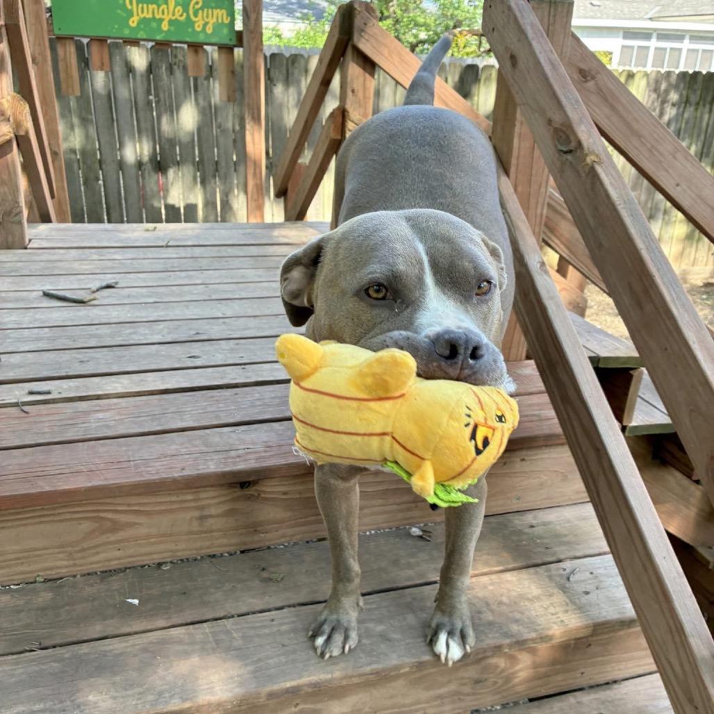 Sylvia 1977, a Adoptable Pit Bull Terrier in Kansas City, MO image 3/6