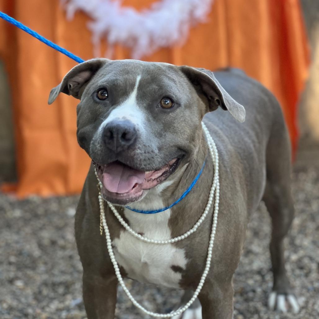 Sylvia 1977, a Adoptable Pit Bull Terrier in Kansas City, MO image 2/6