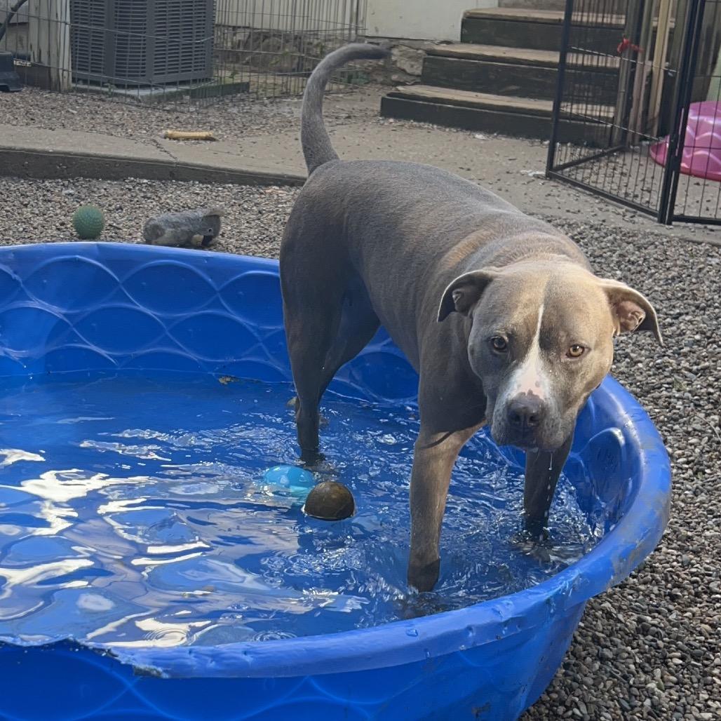 Enlarge Sylvia 1977, a Adoptable Pit Bull Terrier in Kansas City, MO image 1/6