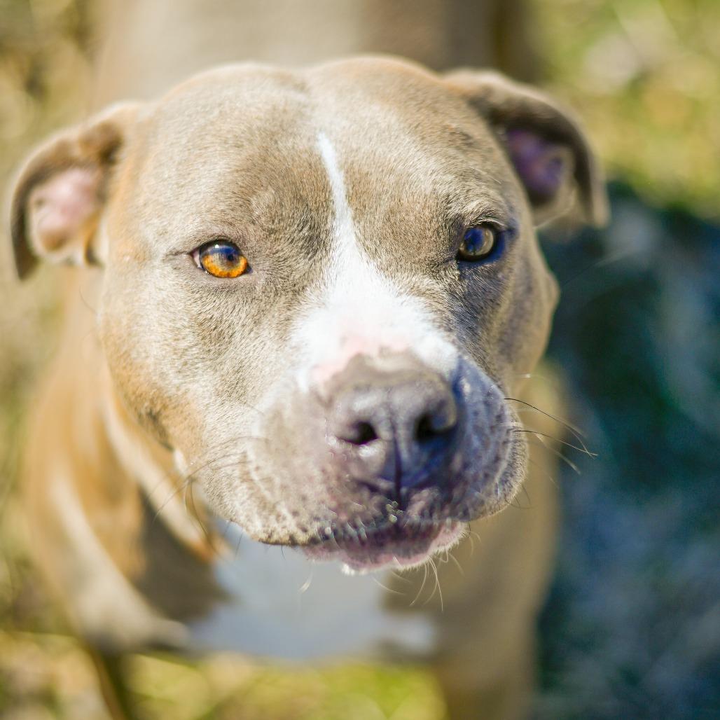 Sylvia 1977, a Adoptable Pit Bull Terrier in Kansas City, MO image 4/6