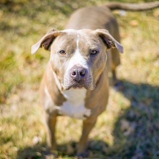 Sylvia 1977, Adoptable, Adult Female Pit Bull Terrier.
