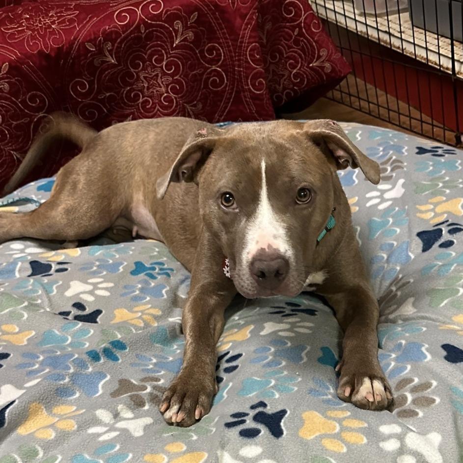 Sylvia 1977, a Adoptable Pit Bull Terrier in Kansas City, MO image 5/6