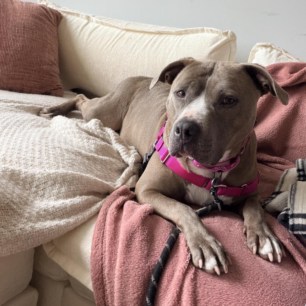 Sylvia 1977, Adoptable, Adult Female Pit Bull Terrier.