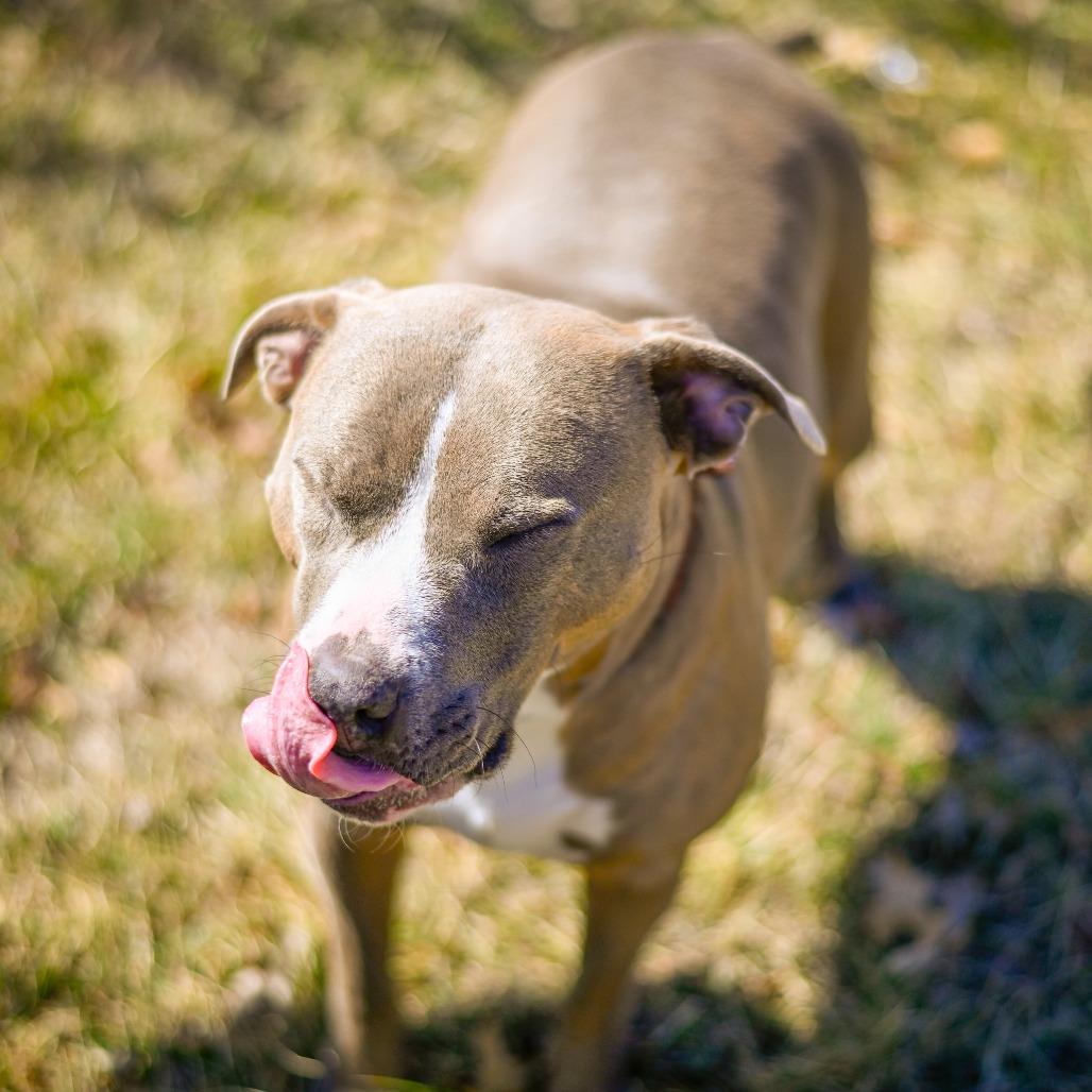 Sylvia 1977, a Adoptable Pit Bull Terrier in Kansas City, MO image 6/6