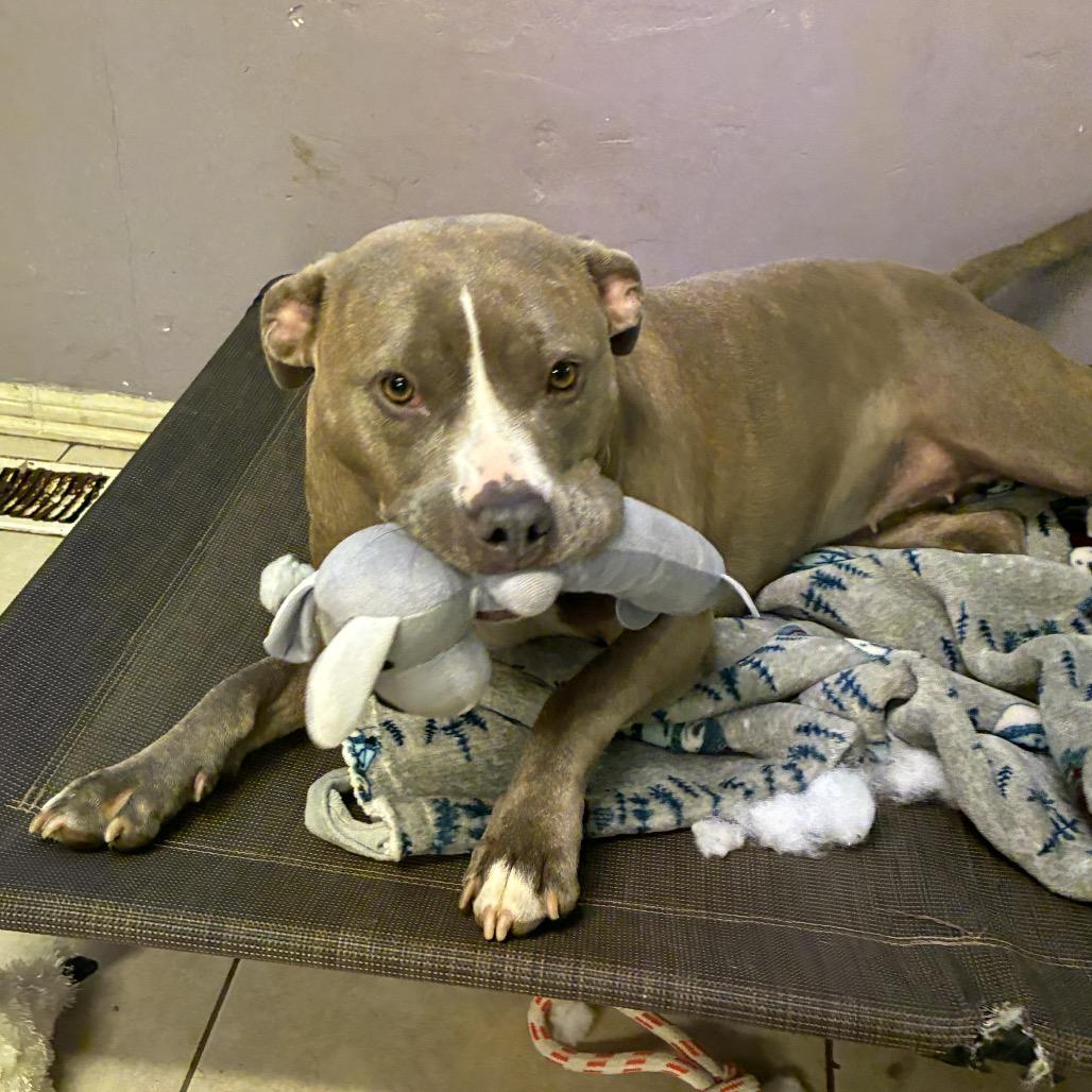 Enlarge Sylvia 1977, a Adoptable Pit Bull Terrier in Kansas City, MO image 4/6