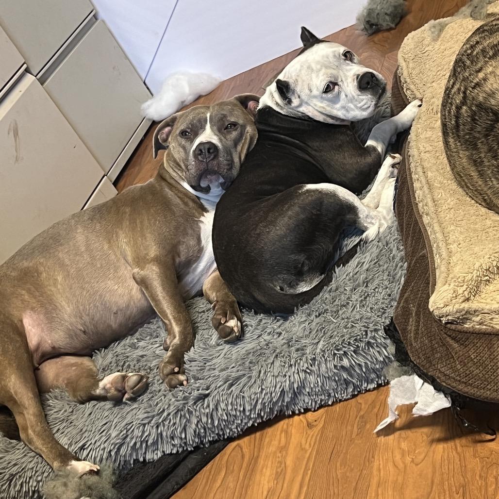 Enlarge Sylvia 1977, a Adoptable Pit Bull Terrier in Kansas City, MO image 5/6