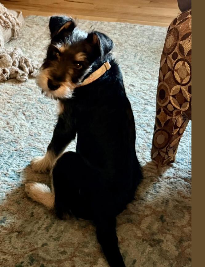 Tony, Adopted, Young Male Terrier.