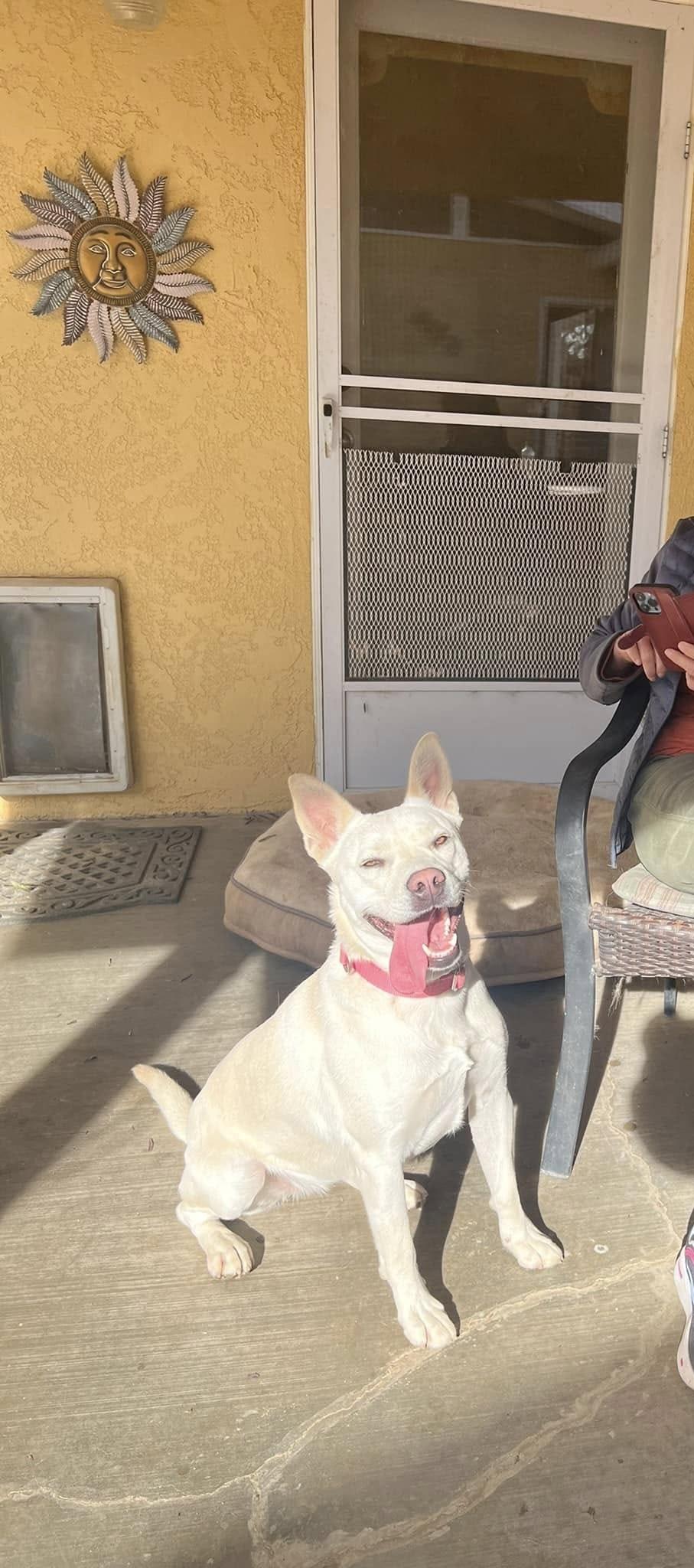 Enlarge Star, a Adoptable mixed breed in Palmdale, CA image 3/6