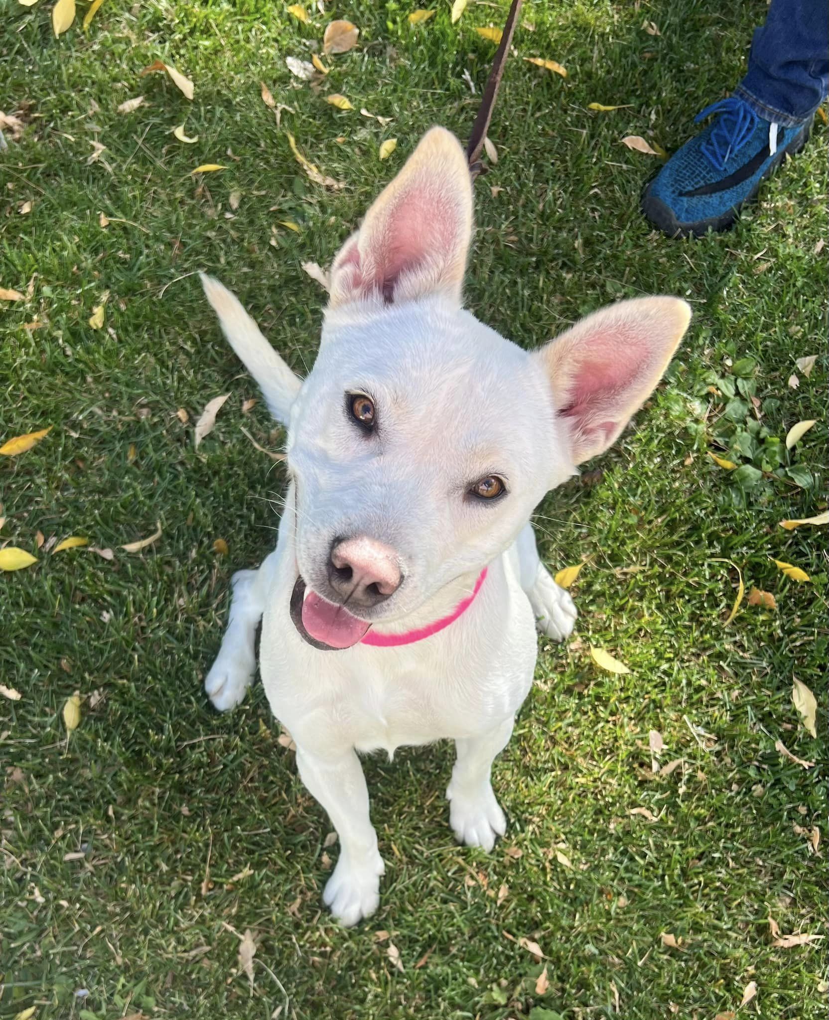 Enlarge Star, a Adoptable mixed breed in Palmdale, CA image 4/6