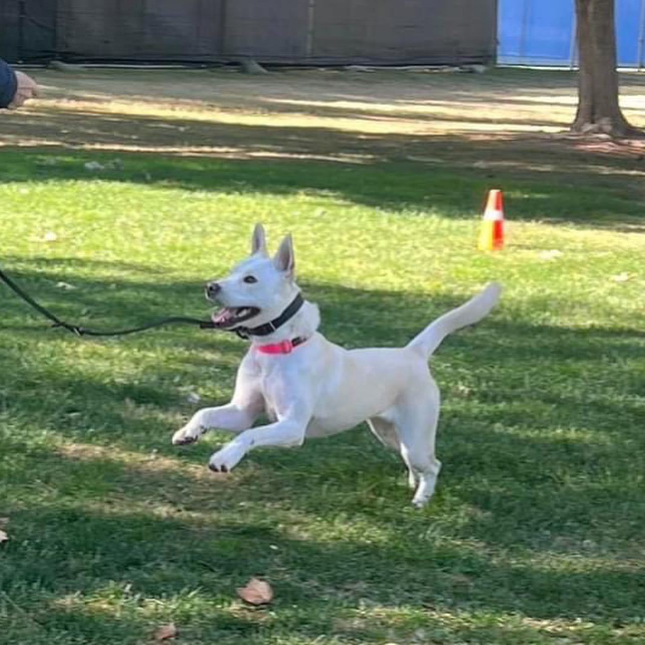Enlarge Star, a Adoptable mixed breed in Palmdale, CA image 5/6