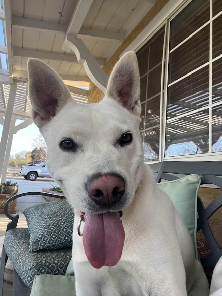 Enlarge Star, a Adoptable mixed breed in Palmdale, CA image 2/6