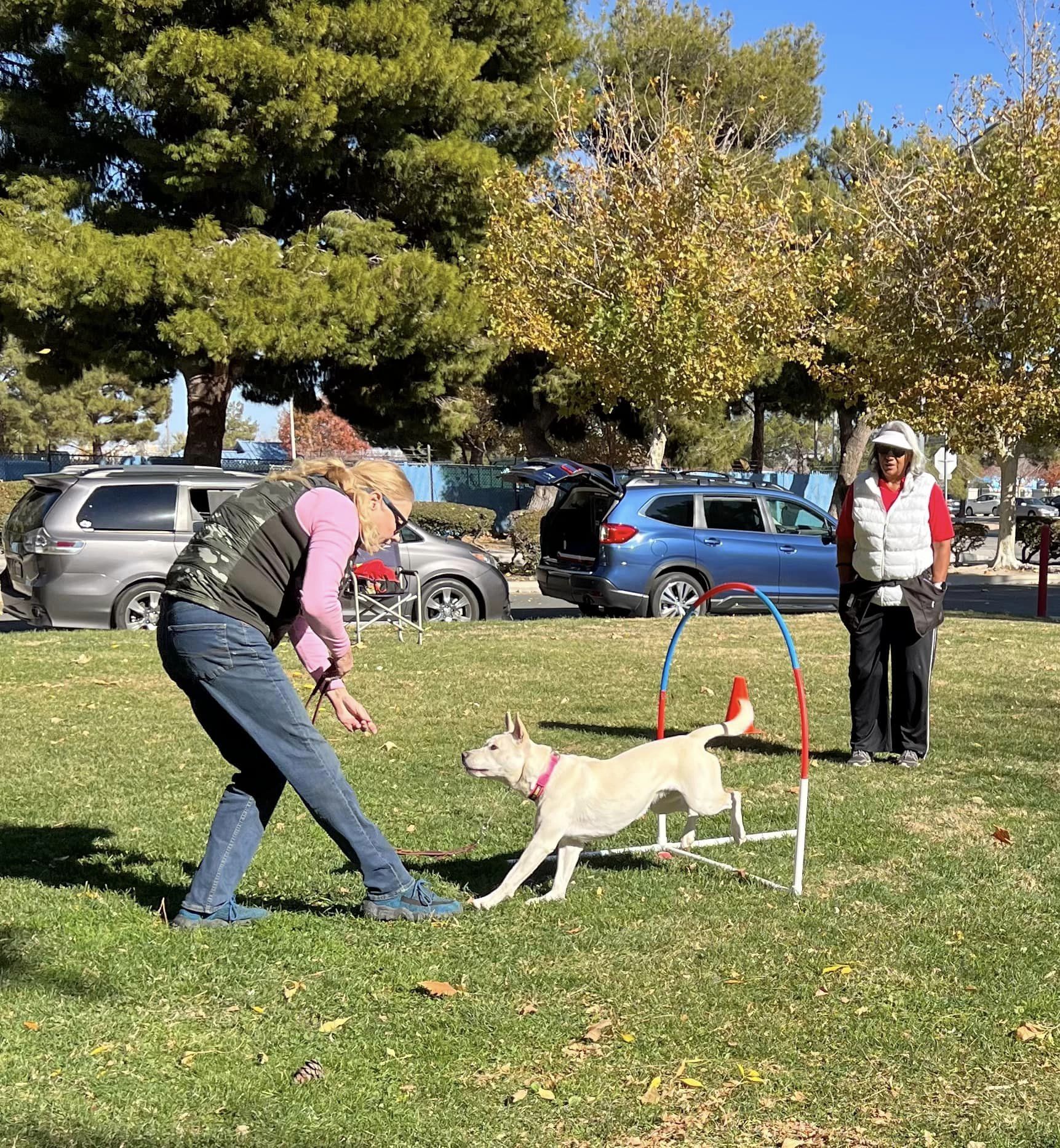 Enlarge Star, a Adoptable mixed breed in Palmdale, CA image 6/6