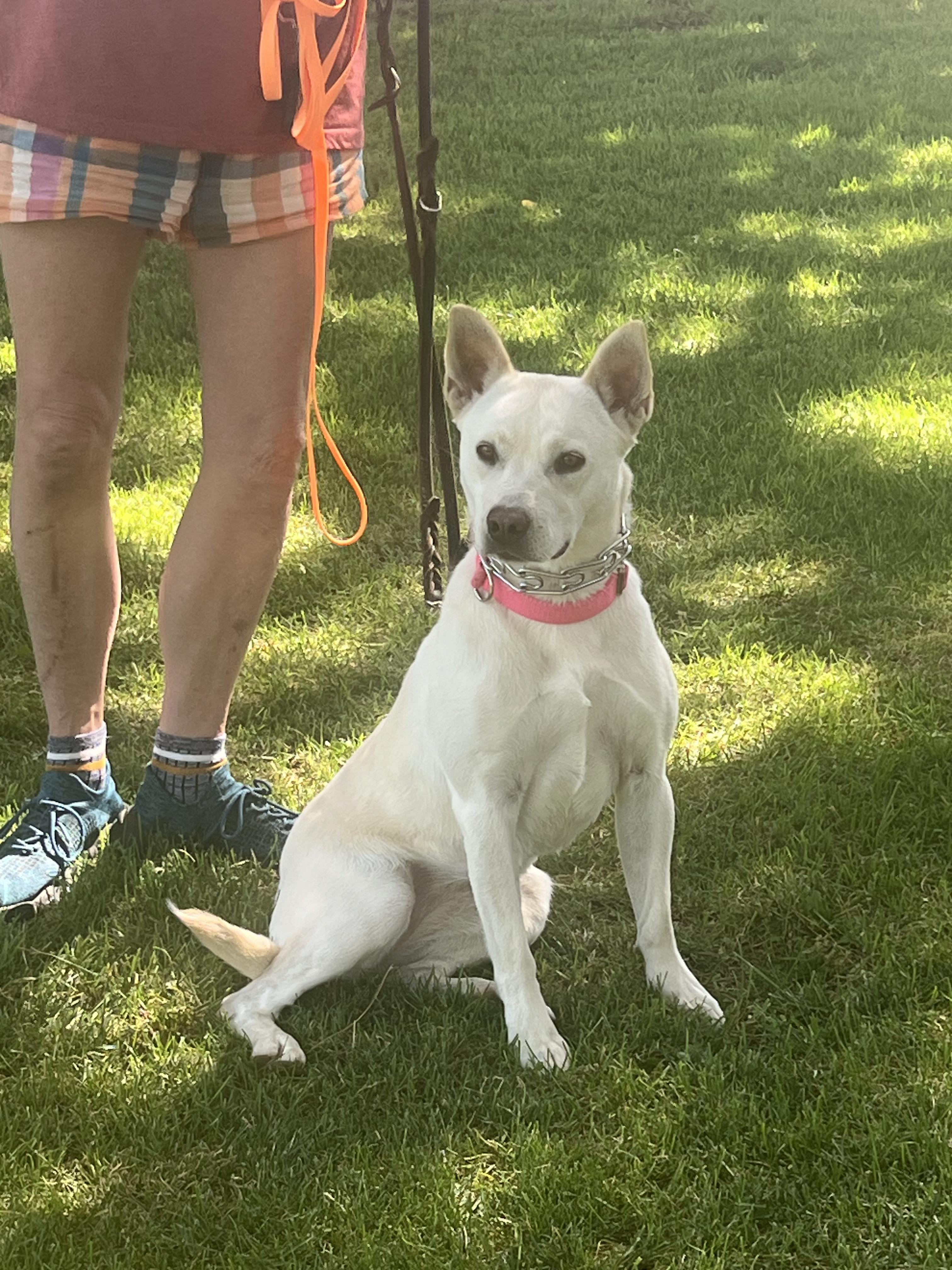 Enlarge Star, a Adoptable mixed breed in Palmdale, CA image 1/6