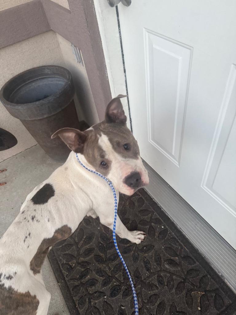 Petunia, Adoptable, Young Female Pit Bull Terrier.