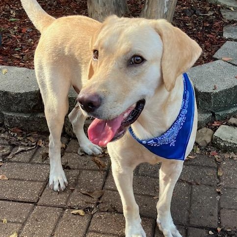 Enlarge Guppy — Affectionate, Friendly, Lap Dog, Loves Water, Great w/Dogs, a Adopted mixed breed in Cambridge, MA image 3/6
