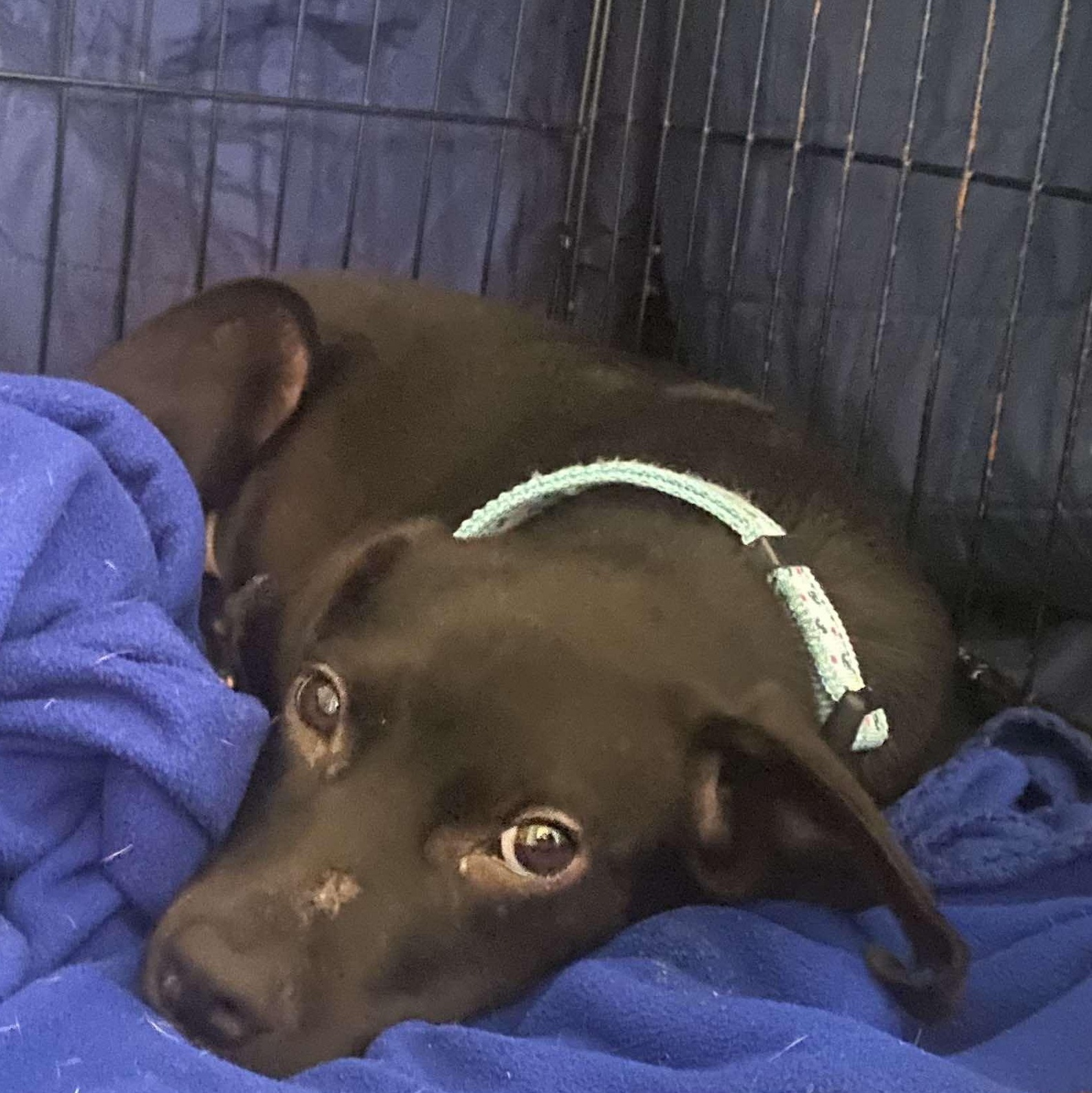 Enlarge Max, a Adoptable Mixed Breed in West Haven, CT image 2/3