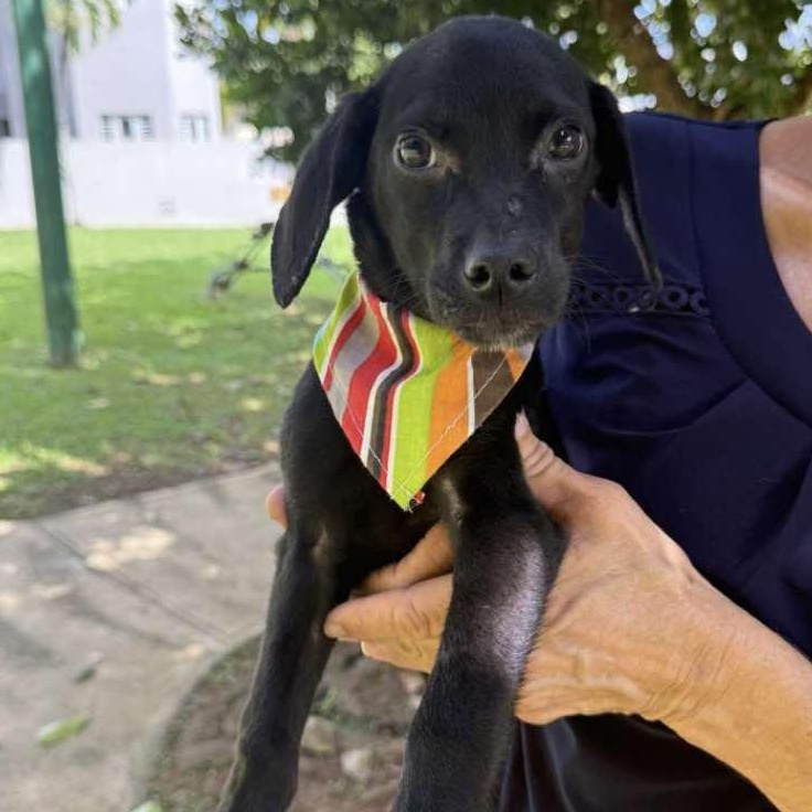Enlarge Max, a Adoptable Mixed Breed in West Haven, CT image 3/3