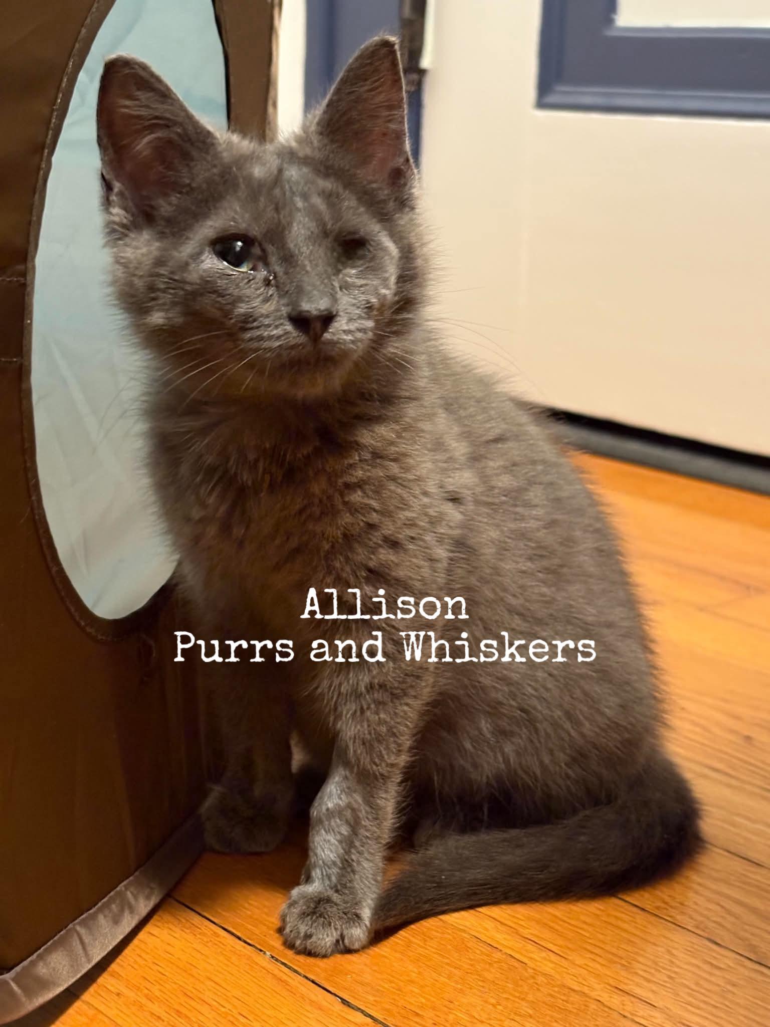 Enlarge Allison, a Adopted Domestic Short Hair in New Hartford, NY image 1/1