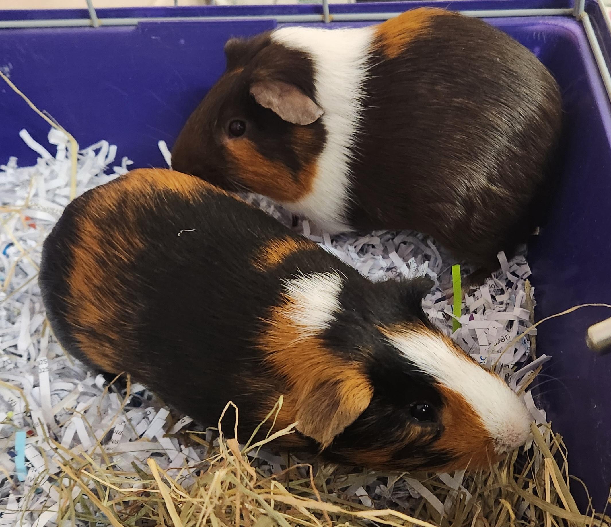 Enlarge Reese and Bouncy , a ADOPTABLE Guinea Pig in Clayton, NJ image 1/1
