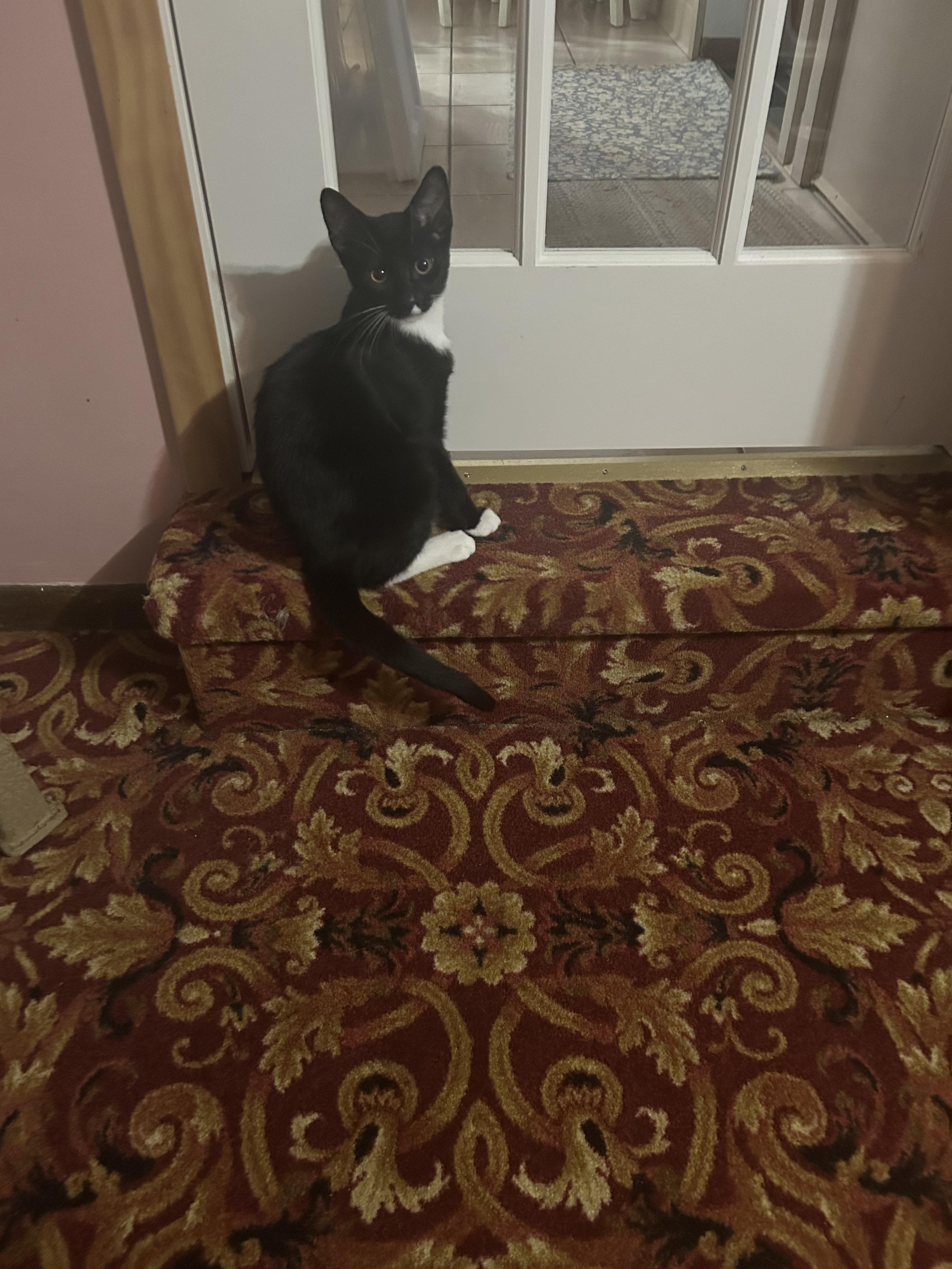 Titus, ADOPTABLE, Young Male American Shorthair.