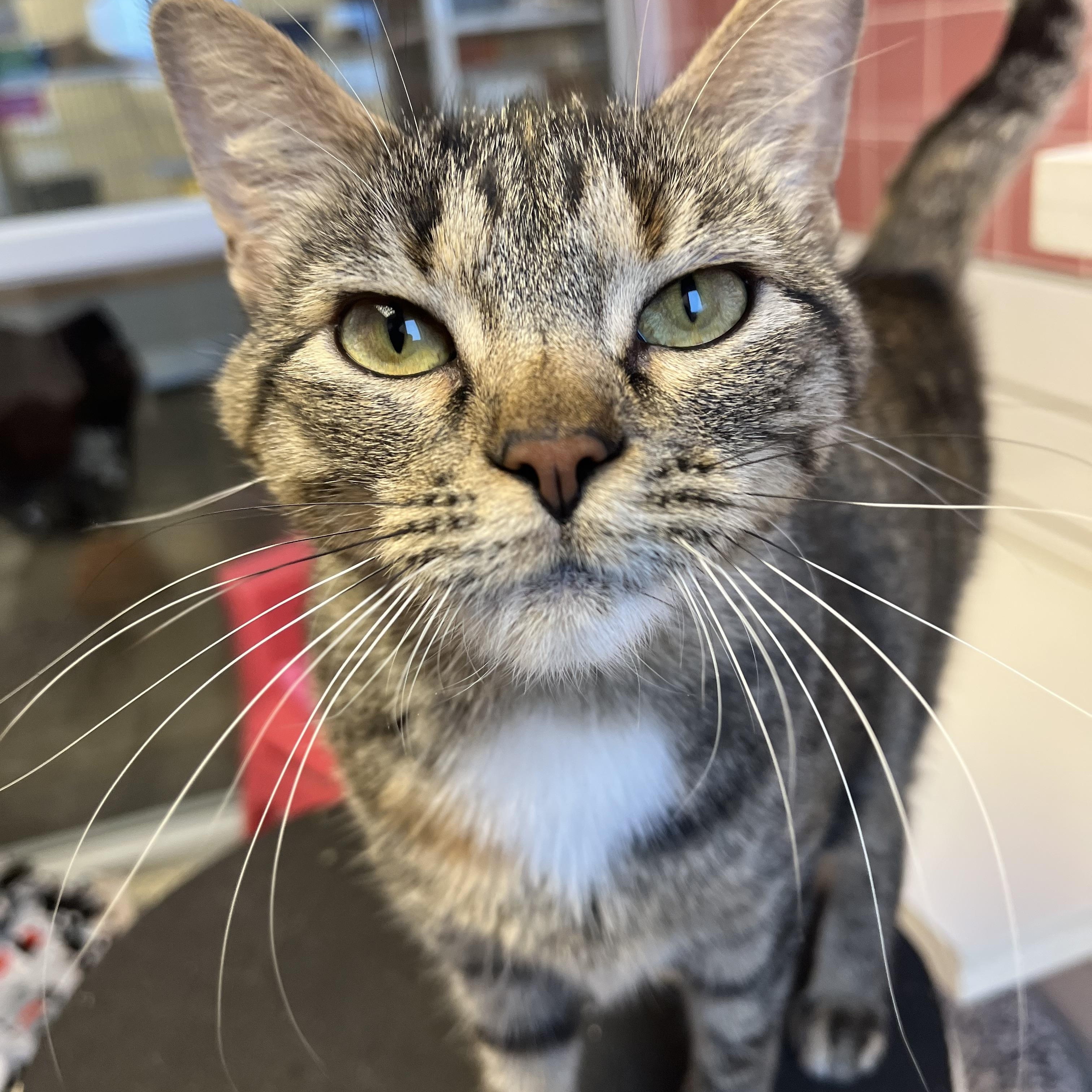 Anamaria, Adoptable, Adult Female Domestic Short Hair.